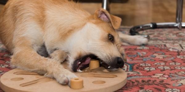 Puppy sales food puzzle